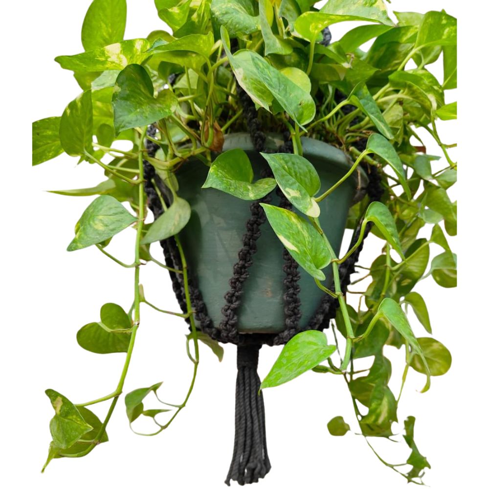 Decorative Rope Plant Pot Hanger
